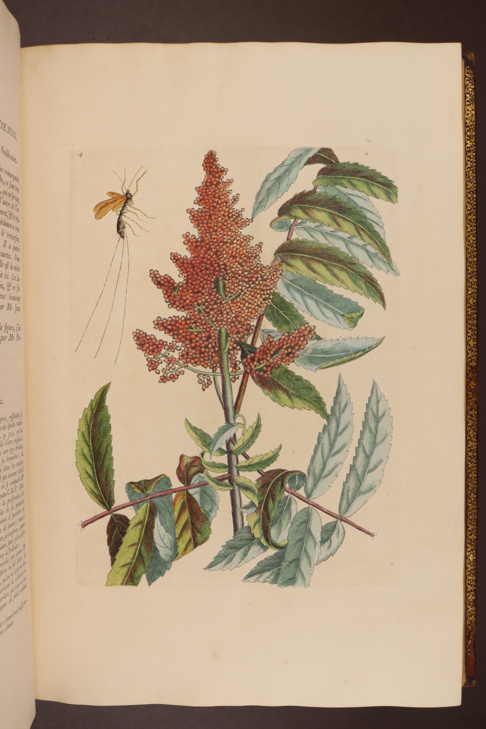 Plate 4